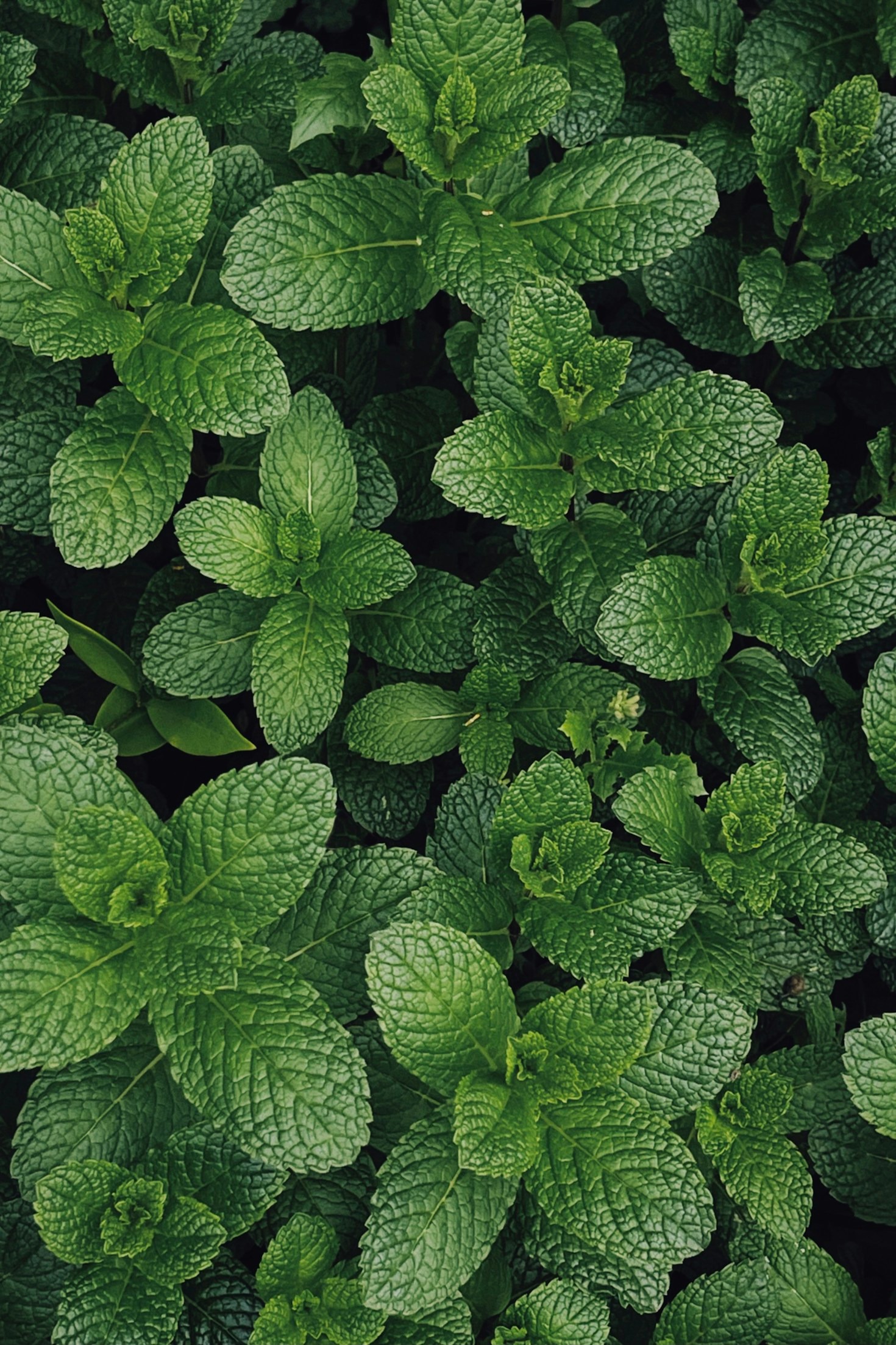 The Role of Medicinal Plants in Holistic Healing Featured Image 1