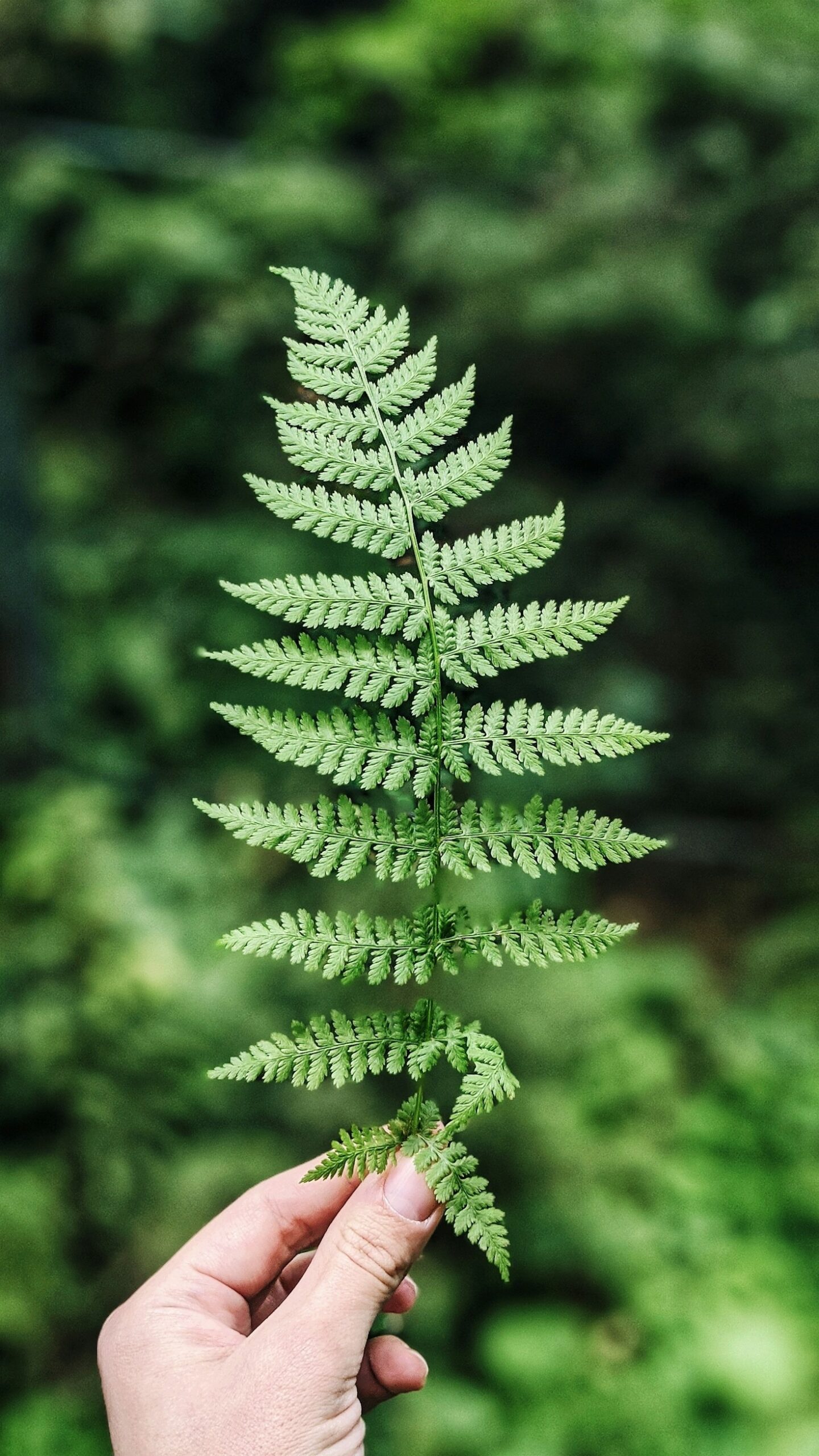 Medicinal Plants: A Sustainable Path to Health Medicinal Plants: A Sustainable Path to Health