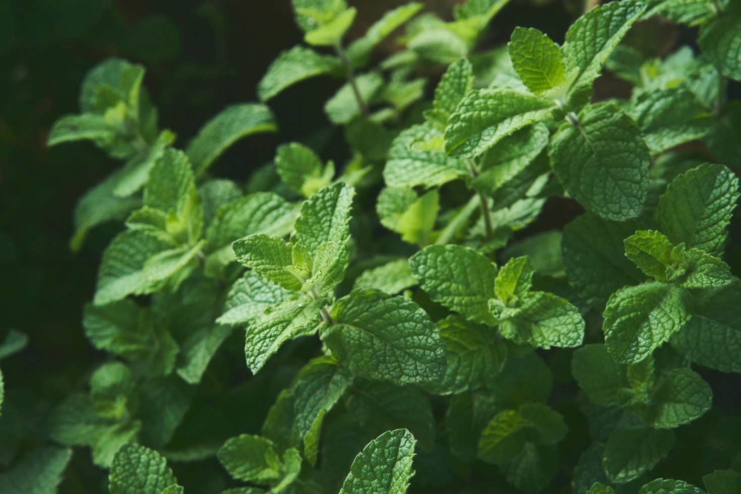 Exploring the World of Traditional Medicines and Their Uses Exploring the World of Traditional Medicines and Their Uses